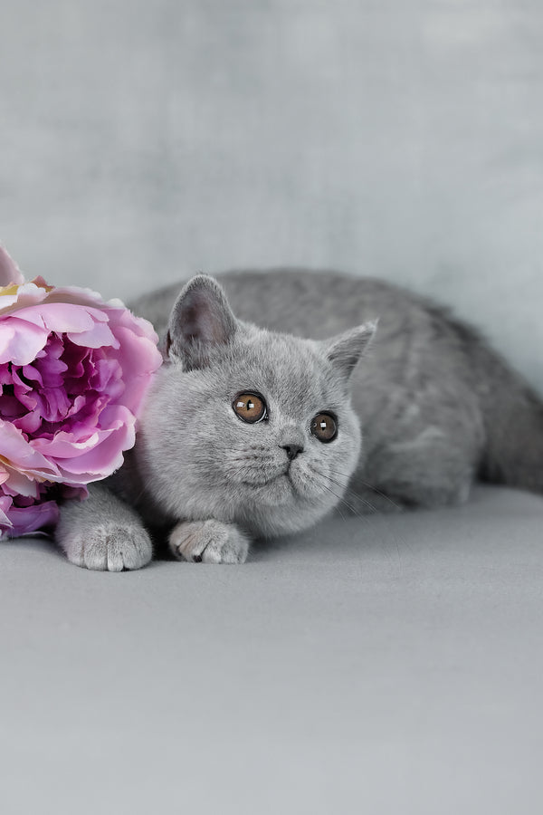 Bluebell | British Shorthair Kitten