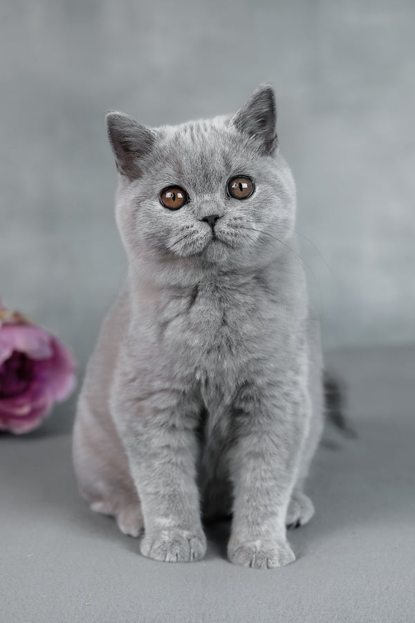 Bluebell | British Shorthair Kitten