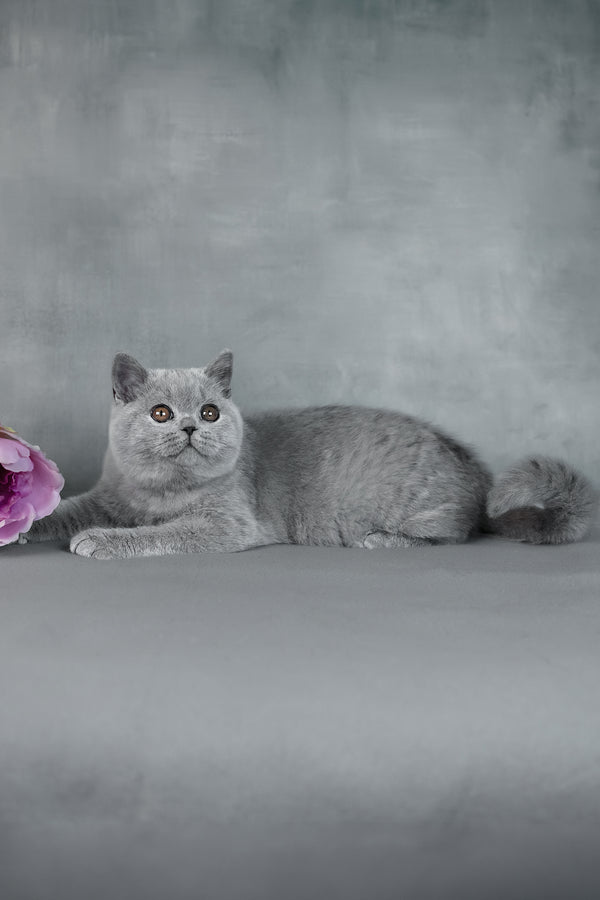 Bluebell | British Shorthair Kitten