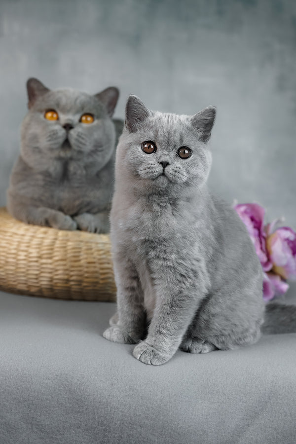 Bluebell | British Shorthair Kitten