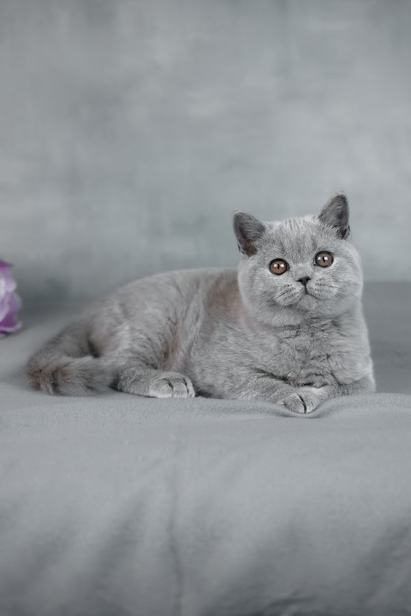 Bluebell | British Shorthair Kitten