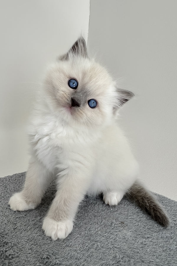 Bluemont | Ragdoll Kitten
