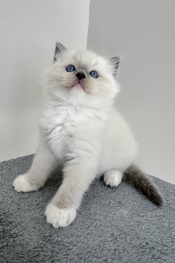 Bluemont | Ragdoll Kitten