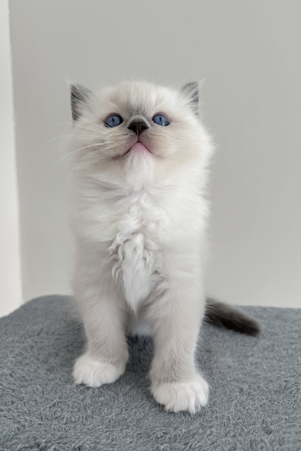 Bluemont | Ragdoll Kitten