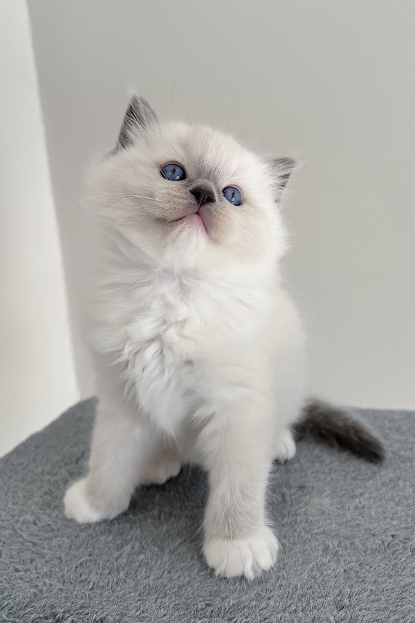 Bluemont | Ragdoll Kitten