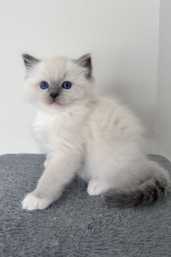 Bluemont | Ragdoll Kitten
