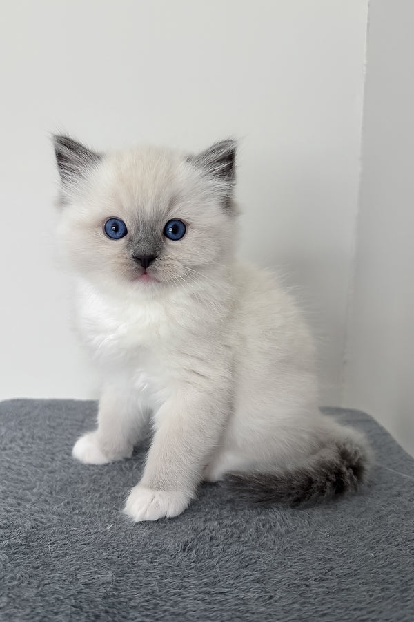 Bluemont | Ragdoll Kitten