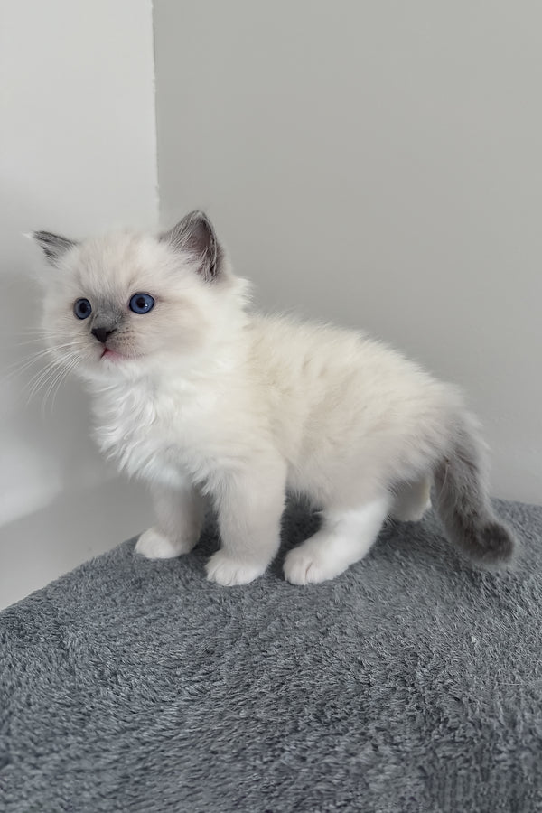 Bluemont | Ragdoll Kitten