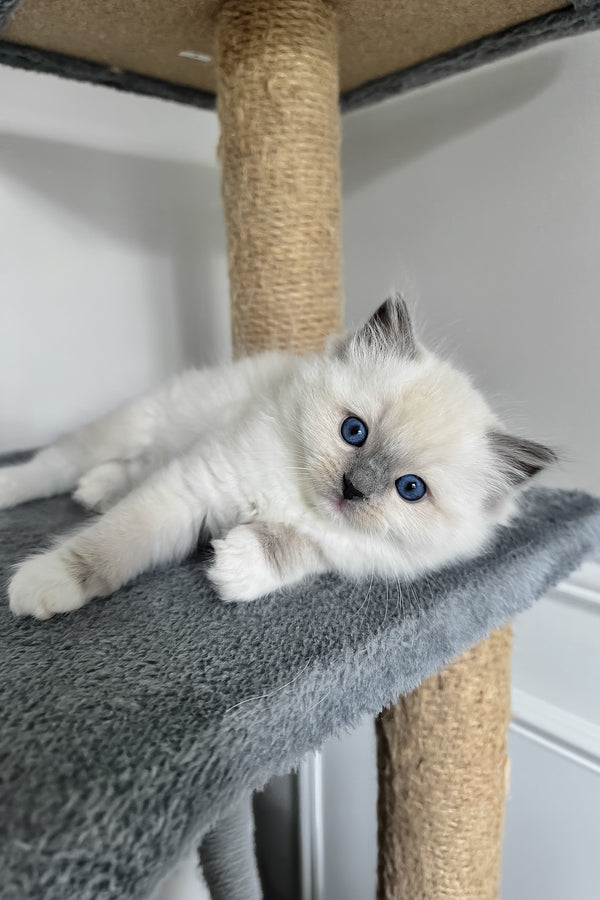 Bluemont | Ragdoll Kitten