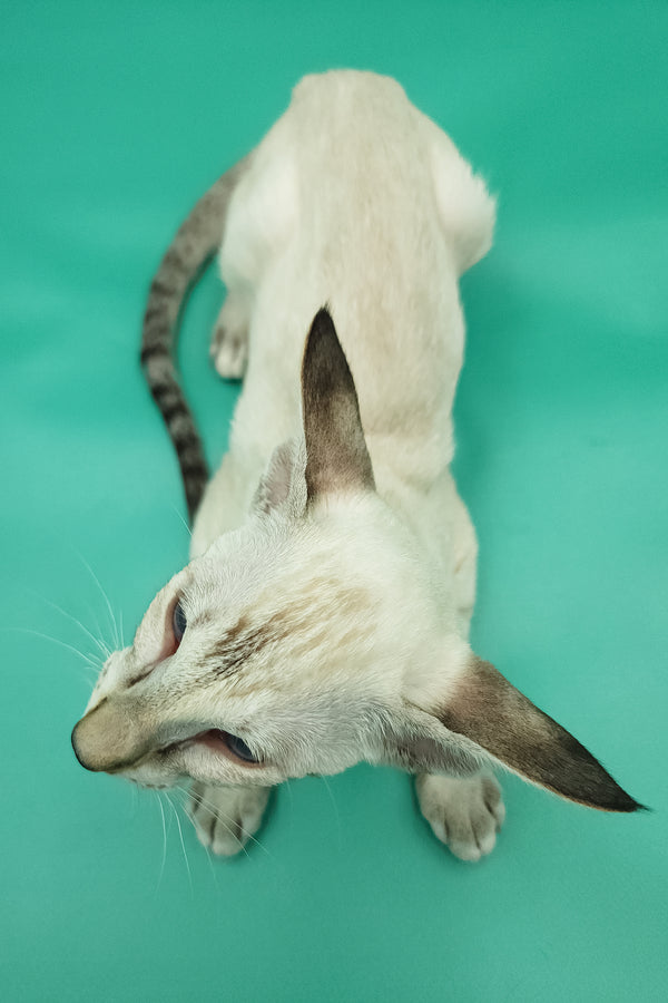 Bluemoon | Oriental Shorthair Kitten