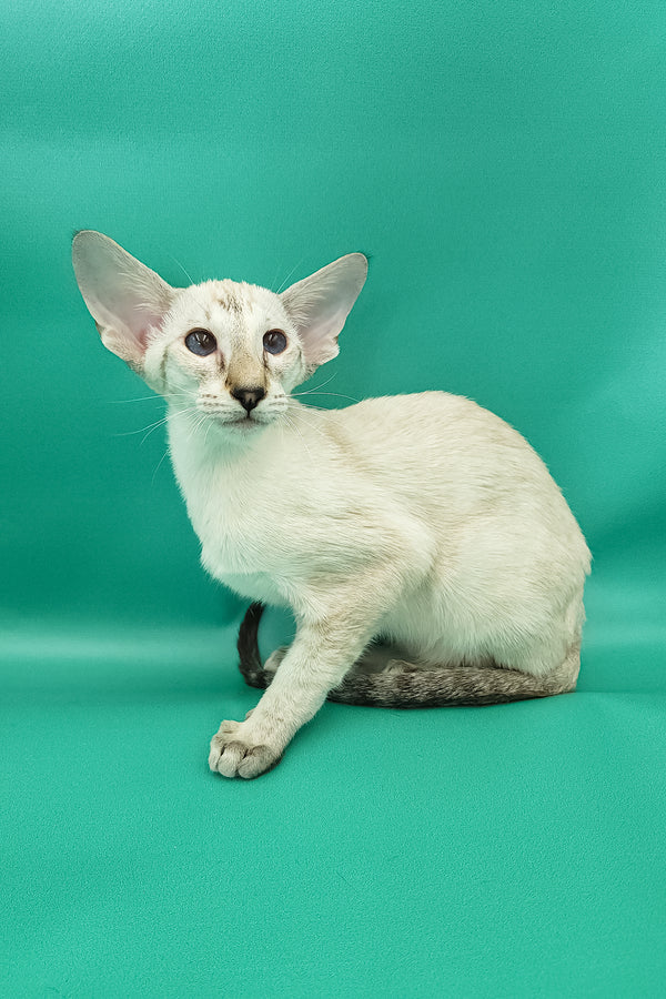Bluemoon | Oriental Shorthair Kitten