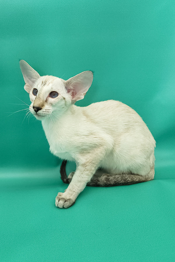 Bluemoon | Oriental Shorthair Kitten