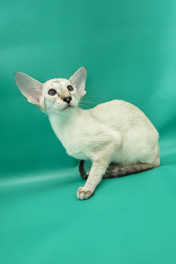 Bluemoon | Oriental Shorthair Kitten