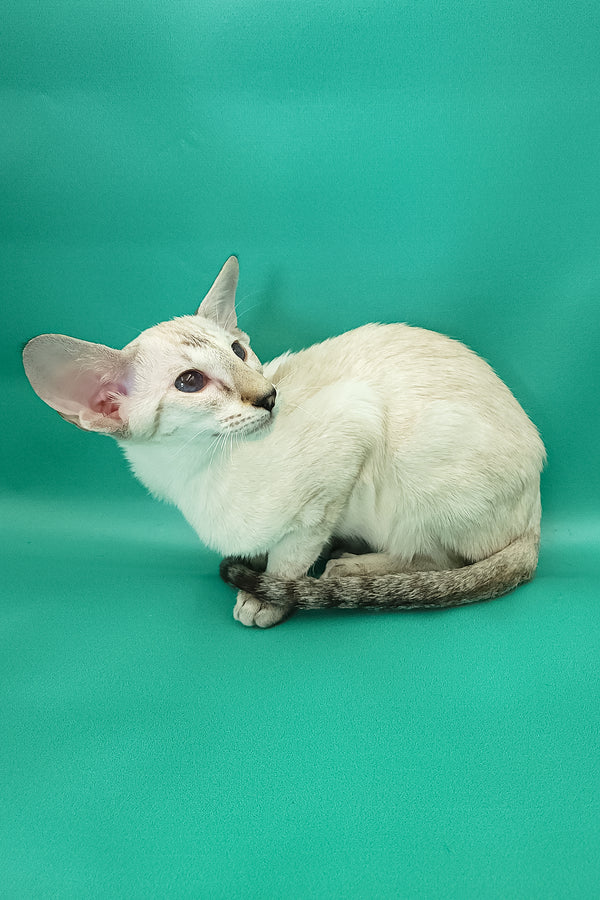 Bluemoon | Oriental Shorthair Kitten