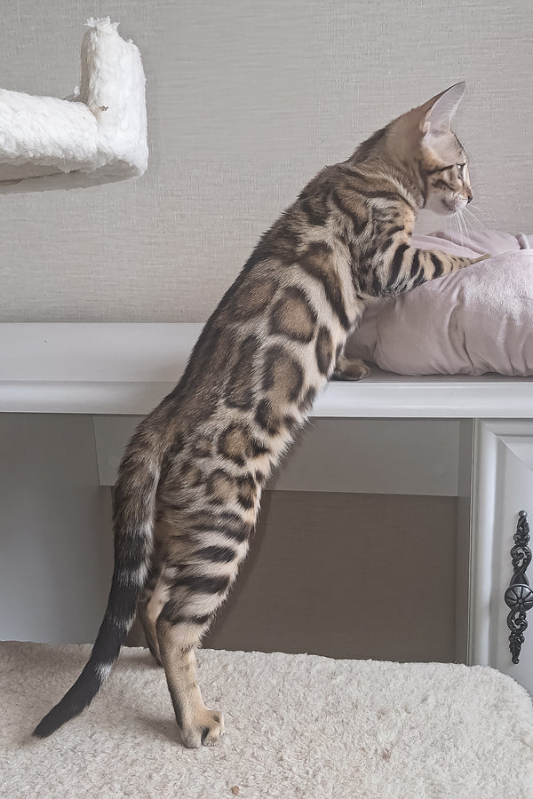 Bona | Bengal Kitten