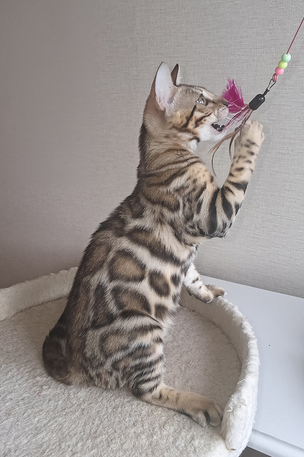 Bona | Bengal Kitten