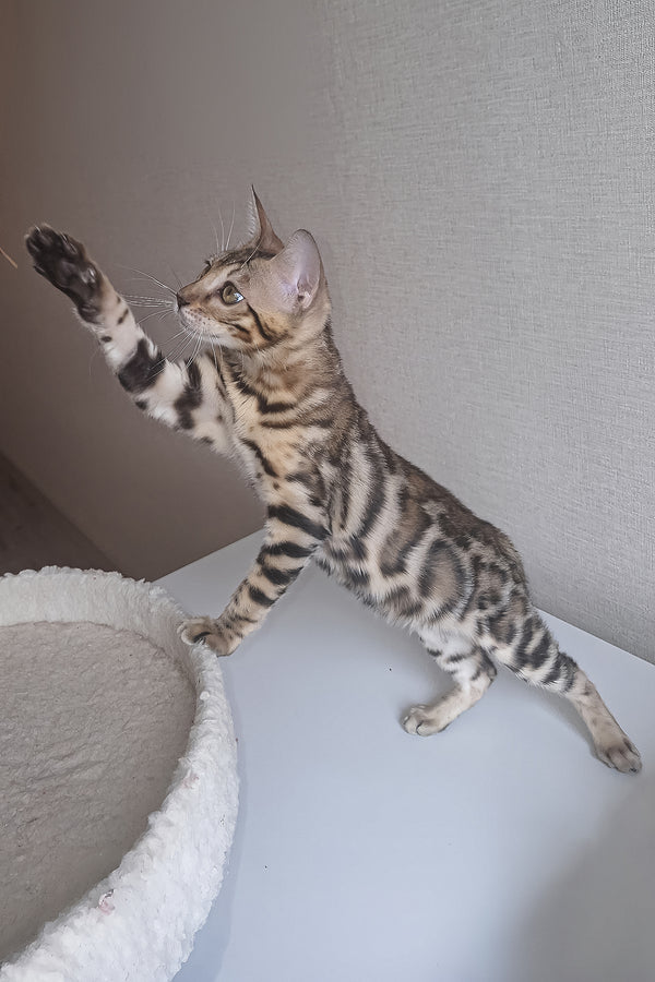 Bona | Bengal Kitten