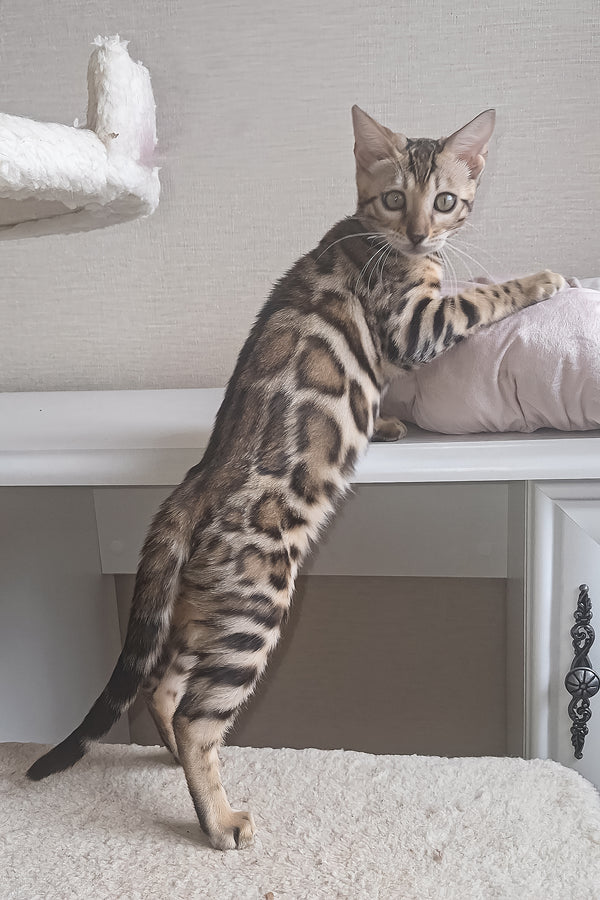 Bona | Bengal Kitten