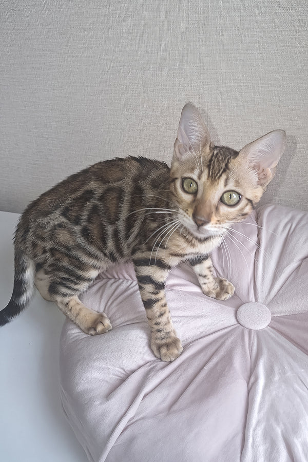 Bona | Bengal Kitten