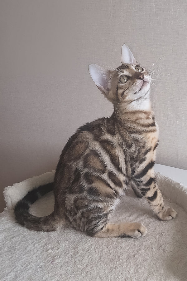 Bona | Bengal Kitten