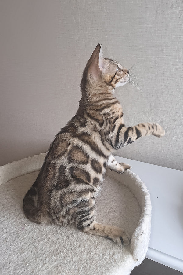 Bona | Bengal Kitten