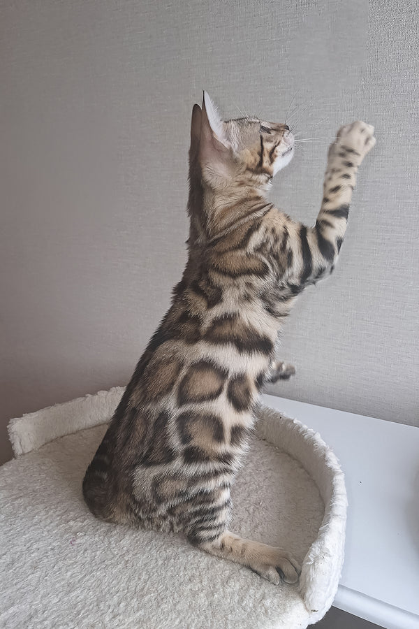 Bona | Bengal Kitten