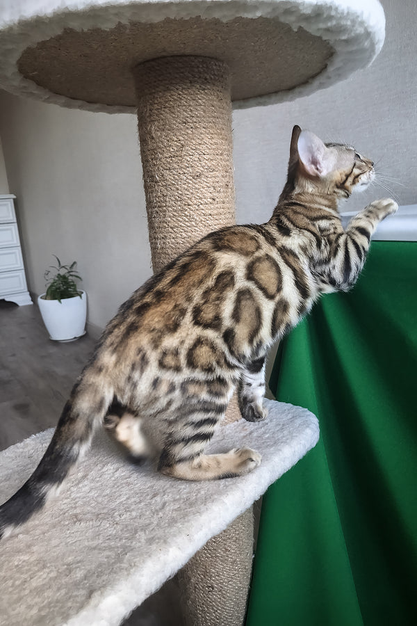 Bona | Bengal Kitten