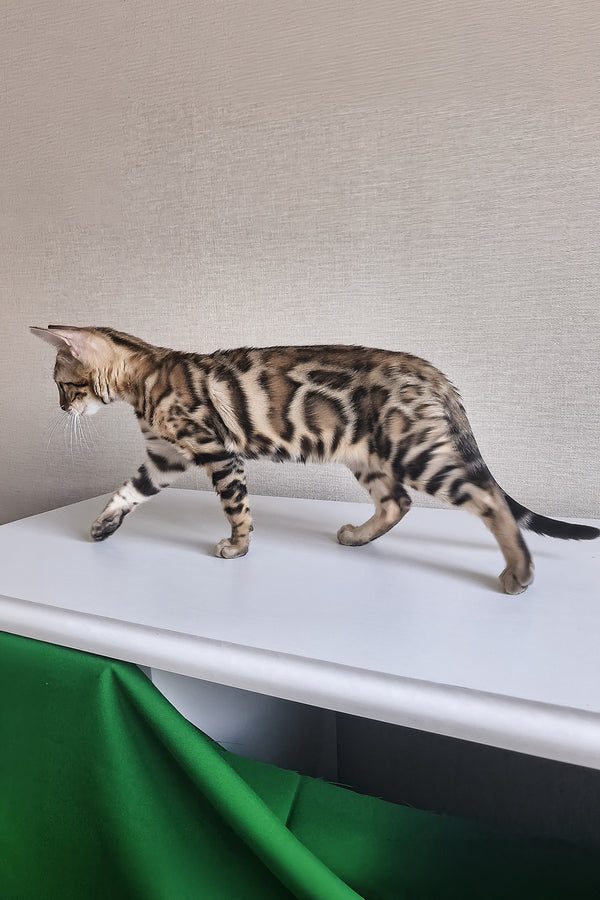 Bona | Bengal Kitten