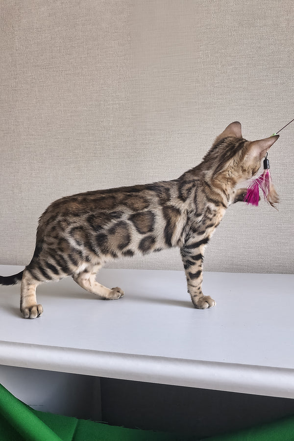 Bona | Bengal Kitten