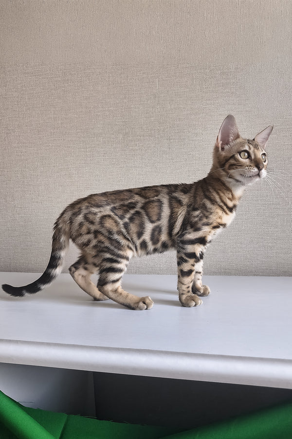 Bona | Bengal Kitten