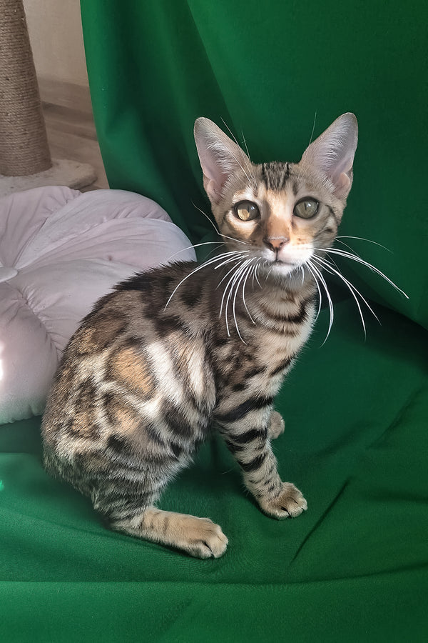 Bona | Bengal Kitten
