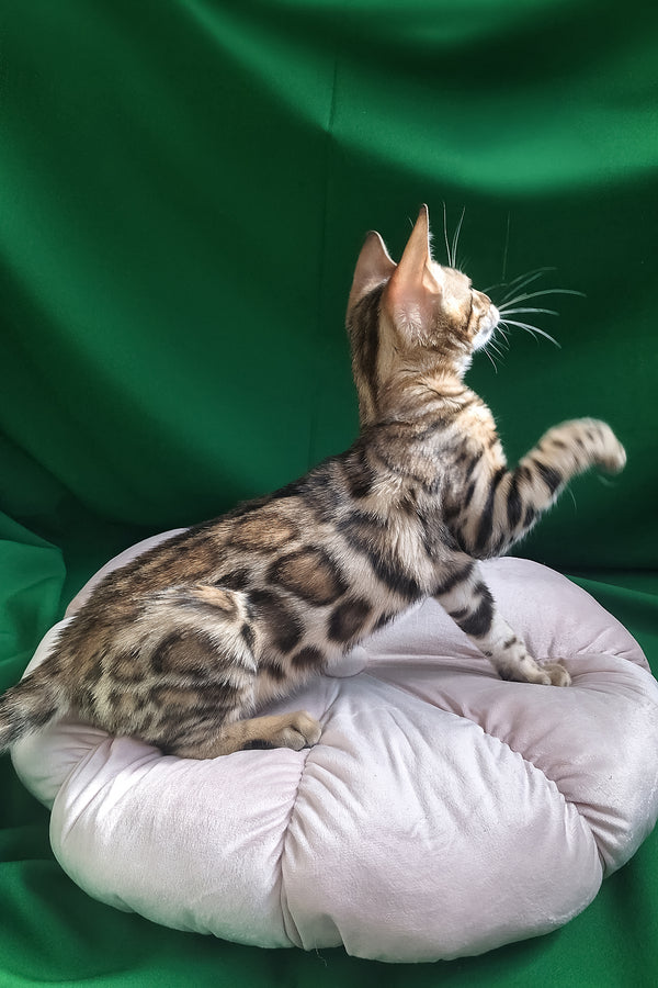 Bona | Bengal Kitten