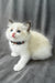 Bonnie | Ragdoll Kitten