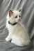 Bonnie | Ragdoll Kitten