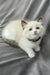 Bonnie | Ragdoll Kitten