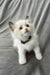 Bonnie | Ragdoll Kitten