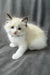 Bonnie | Ragdoll Kitten