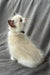 Bonnie | Ragdoll Kitten