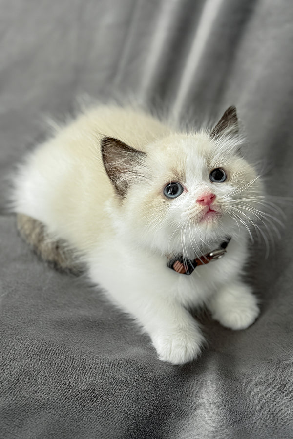 Bonnie | Ragdoll Kitten