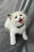 Bonnie | Ragdoll Kitten