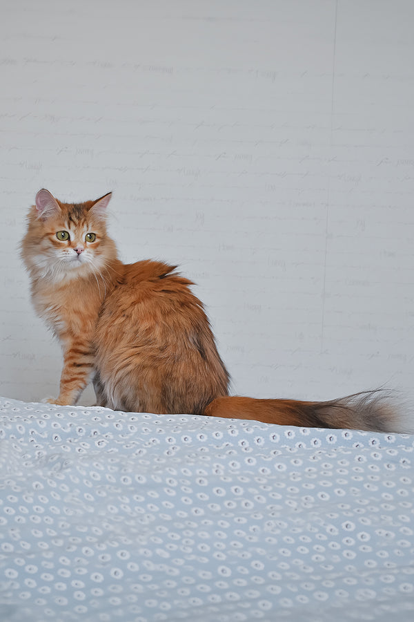 Bonnie | Siberian Kitten