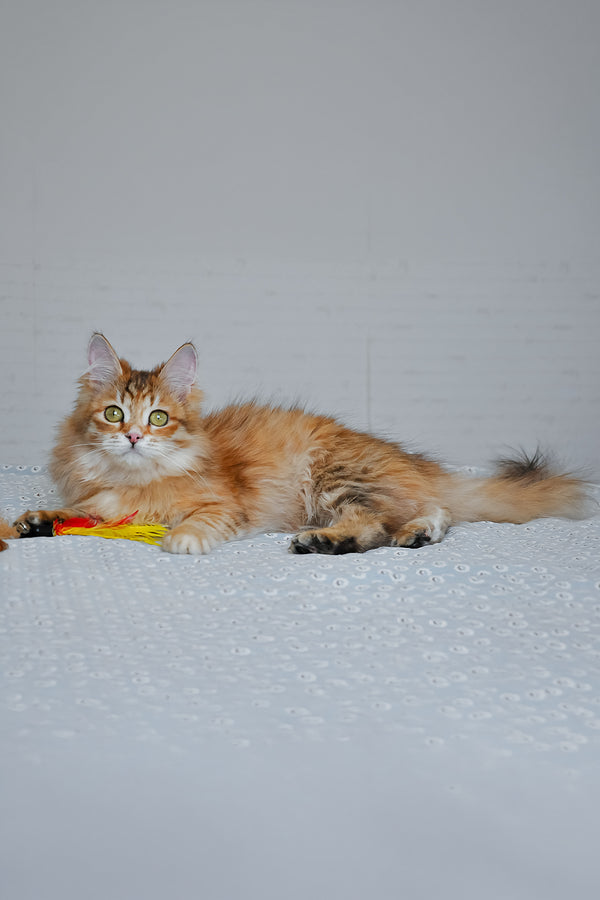 Bonnie | Siberian Kitten