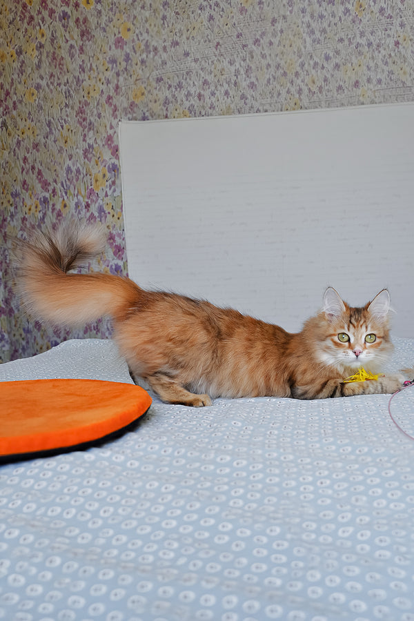 Bonnie | Siberian Kitten