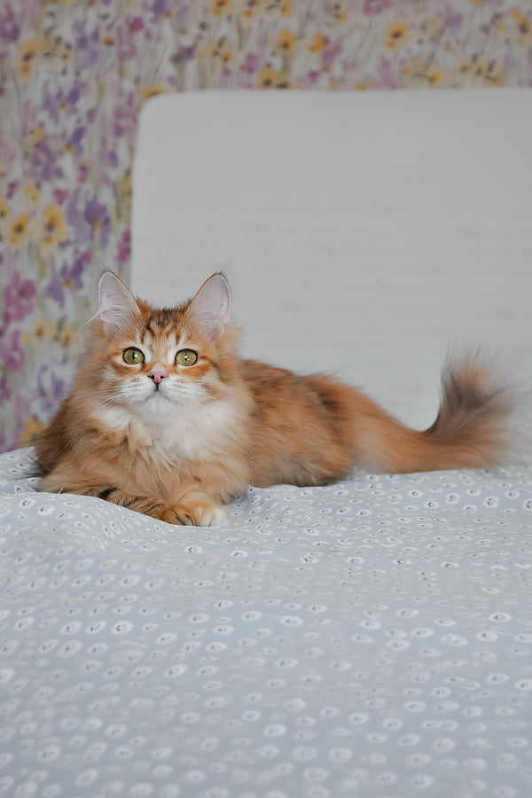 Bonnie | Siberian Kitten