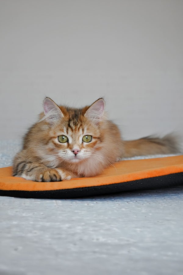 Bonnie | Siberian Kitten