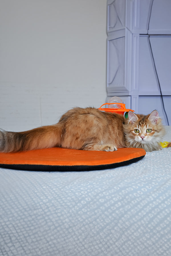 Bonnie | Siberian Kitten