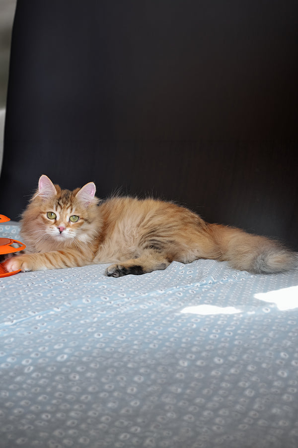 Bonnie | Siberian Kitten