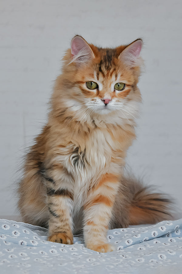 Bonnie | Siberian Kitten