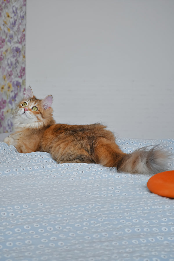 Bonnie | Siberian Kitten