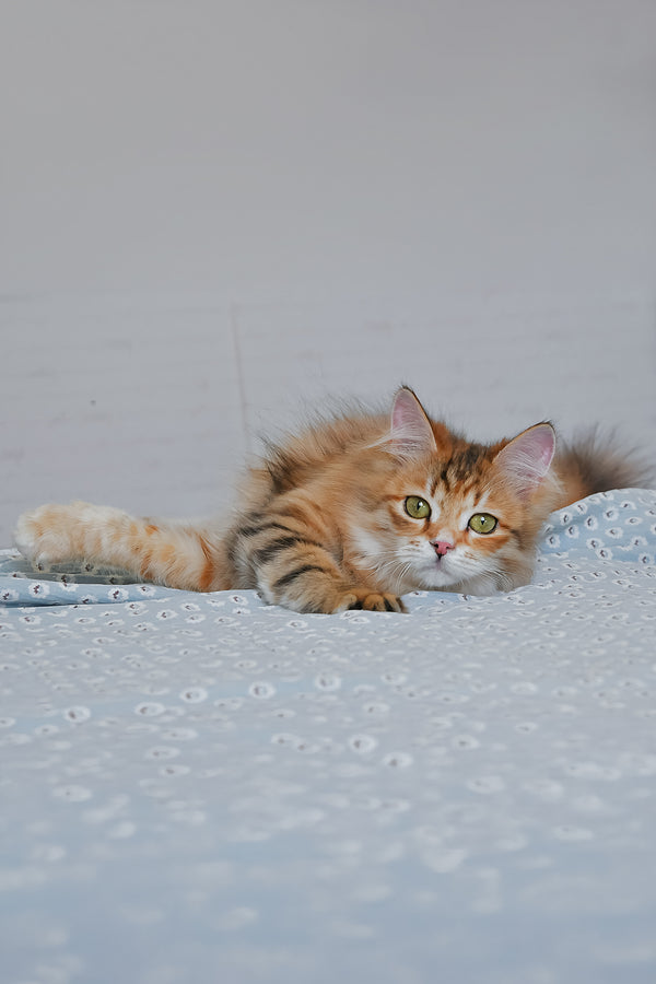 Bonnie | Siberian Kitten